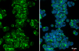 Anti-FPRL1 antibody [HL4245] used in Immunocytochemistry/ Immunofluorescence (ICC/IF). GTX643078