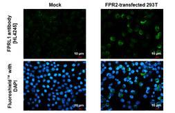 Anti-FPRL1 antibody [HL4245] used in Immunocytochemistry/ Immunofluorescence (ICC/IF). GTX643078