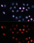 Anti-TET1 antibody used in Immunocytochemistry/ Immunofluorescence (ICC/IF). GTX64332
