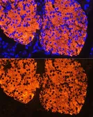 Anti-Insulin antibody used in IHC (Paraffin sections) (IHC-P). GTX64334