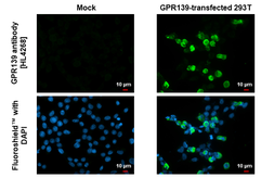 Anti-GPR139 antibody [HL4268] used in Immunocytochemistry/ Immunofluorescence (ICC/IF). GTX643504