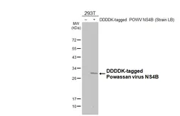 Anti-Powassan virus NS4B antibody [HL4297] used in Western Blot (WB). GTX643537