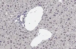 Anti-ERR alpha antibody [HL4307] used in IHC (Paraffin sections) (IHC-P). GTX643554
