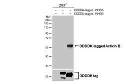 Anti-Inhibin beta B antibody [HL4390] used in Western Blot (WB). GTX643647