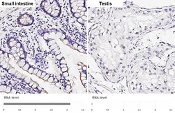 Anti-5-HT4 receptor antibody [HL4414] used in IHC (Paraffin sections) (IHC-P). GTX643671