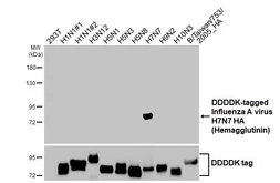 Anti-Avian Influenza A virus H7N7 HA (Hemagglutinin) antibody [GT226] used in Western Blot (WB). GTX644237