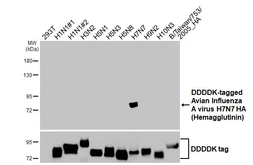 Anti-Avian Influenza A virus H7N7 HA (Hemagglutinin) antibody [GT226] used in Western Blot (WB). GTX644237
