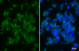 Anti-FPRL1 antibody [HL4589] used in Immunocytochemistry/ Immunofluorescence (ICC/IF). GTX644265
