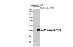 Anti-GPR88 antibody [HL4673] used in Western Blot (WB). GTX644546