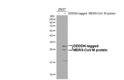 Anti-MERS-CoV M protein antibody [HL4727] used in Western Blot (WB). GTX644731