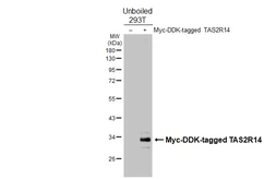 Anti-TAS2R14 antibody [HL4808] used in Western Blot (WB). GTX644820