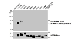 Anti-Influenza A virus H1N1 HA (Hemagglutinin) antibody [HL4914] used in Western Blot (WB). GTX644987