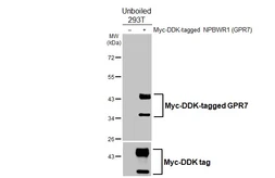 Anti-GPR7 antibody [HL4939] used in Western Blot (WB). GTX645012