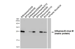 Anti-Influenza B virus M (matrix protein) antibody [HL5032] used in Western Blot (WB). GTX645202
