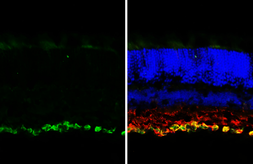 Anti-RBPMS antibody [HL3090-MS] used in IHC (Frozen sections) (IHC-Fr). GTX645233