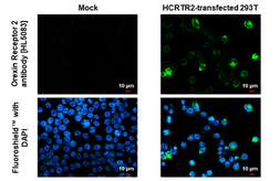 Anti-Orexin Receptor 2 antibody [HL5083] used in Immunocytochemistry/ Immunofluorescence (ICC/IF). GTX645273