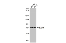 Anti-FXR1 antibody [HL5155] used in Western Blot (WB). GTX645351