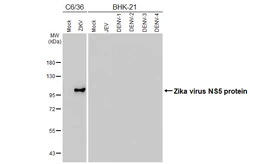 Anti-Zika virus NS5 protein antibody [HL5195] used in Western Blot (WB). GTX645447
