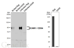 Anti-ICAM1 / CD54 antibody [GT342] used in Western Blot (WB). GTX645459