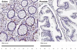 Anti-CD7 antibody [HL5248] used in IHC (Paraffin sections) (IHC-P). GTX645504