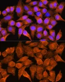 Anti-AOX1 antibody used in Immunocytochemistry/ Immunofluorescence (ICC/IF). GTX64571