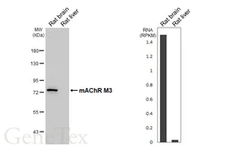 Anti-mAChR M3 antibody [HL5346] used in Western Blot (WB). GTX645824
