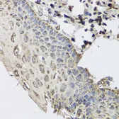 Anti-GBF1 antibody used in IHC (Paraffin sections) (IHC-P). GTX64594