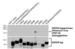 Anti-Avian Influenza A virus H7N7 HA (Hemagglutinin) antibody [HL5377] used in Western Blot (WB). GTX645945