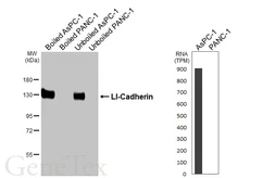 Anti-LI-Cadherin antibody [HL5394] used in Western Blot (WB). GTX645962