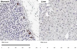 Anti-Obestatin antibody [HL5397] used in IHC (Paraffin sections) (IHC-P). GTX645966