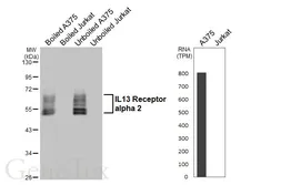 Anti-IL13 Receptor alpha 2 antibody [HL5409] used in Western Blot (WB). GTX645977