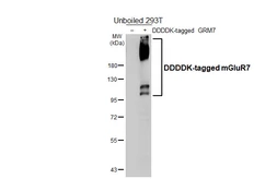 Anti-mGluR7 antibody [HL5417] used in Western Blot (WB). GTX645985