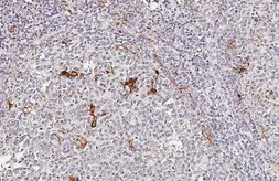 Anti-ETNK1 antibody [HL5426] used in IHC (Paraffin sections) (IHC-P). GTX646068