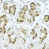 Anti-LRRC59 antibody used in IHC (Paraffin sections) (IHC-P). GTX64620