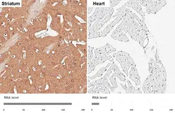 Anti-14-3-3 zeta antibody [HL5545] used in IHC (Paraffin sections) (IHC-P). GTX646219