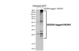 Anti-OR2W3 antibody [HL5555] used in Western Blot (WB). GTX646229