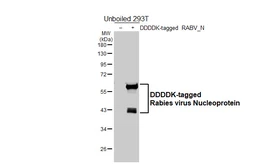 Anti-Rabies virus Nucleoprotein antibody [HL5560] used in Western Blot (WB). GTX646234