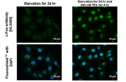 Anti-c-Fos antibody [HL5569] used in Immunocytochemistry/ Immunofluorescence (ICC/IF). GTX646243