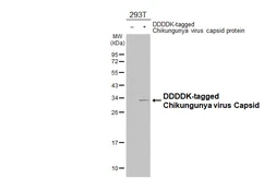 Anti-Chikungunya virus Capsid antibody [HL5662] used in Western Blot (WB). GTX646471