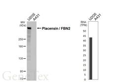 Anti-Placensin / FBN2 antibody [HL5732] used in Western Blot (WB). GTX646683