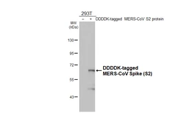 Anti-MERS-CoV Spike (S2) antibody [HL5792] used in Western Blot (WB). GTX646863