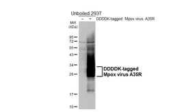 Anti-Mpox virus A35R antibody [HL5804] used in Western Blot (WB). GTX646875