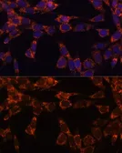 Anti-NCE2 antibody used in Immunocytochemistry/ Immunofluorescence (ICC/IF). GTX64701