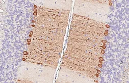 Anti-Aldolase C antibody [HL5850] used in IHC (Paraffin sections) (IHC-P). GTX647168