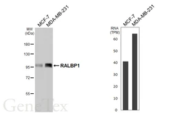 Anti-RALBP1 antibody [HL5854] used in Western Blot (WB). GTX647172