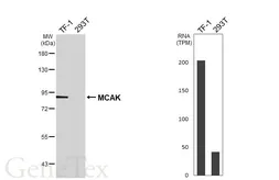 Anti-MCAK antibody [HL5856] used in Western Blot (WB). GTX647174
