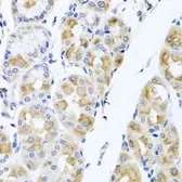 Anti-TMEM43 antibody used in IHC (Paraffin sections) (IHC-P). GTX64750