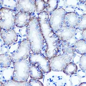 Anti-EXTL3 antibody used in IHC (Paraffin sections) (IHC-P). GTX64791