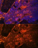 Anti-alpha 1 Spectrin antibody used in IHC (Paraffin sections) (IHC-P). GTX64806