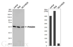 Anti-PHGDH antibody [HL6028] used in Western Blot (WB). GTX648102